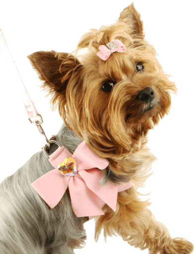 Loisirs Demo 8 22 Dog Png Image Picture Download Dogs 1