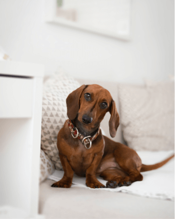 Loisirs Demo 8 Group 129