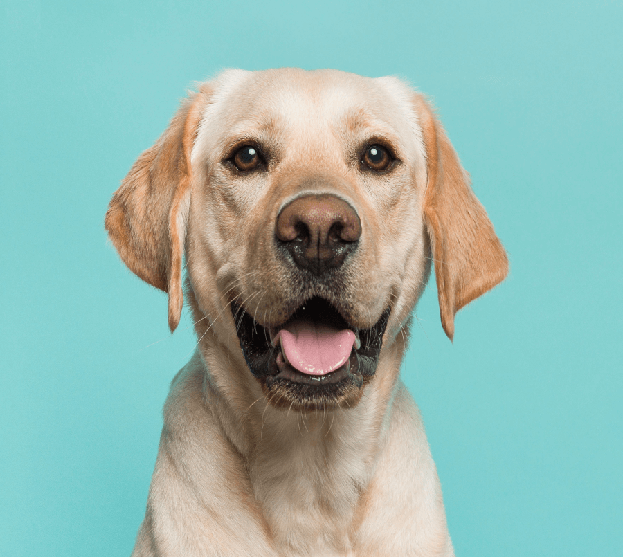 Loisirs Demo 8 Rectangle 3940